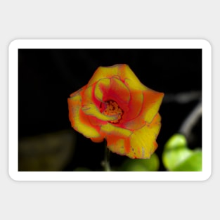 Yellow red rose blossom Sticker